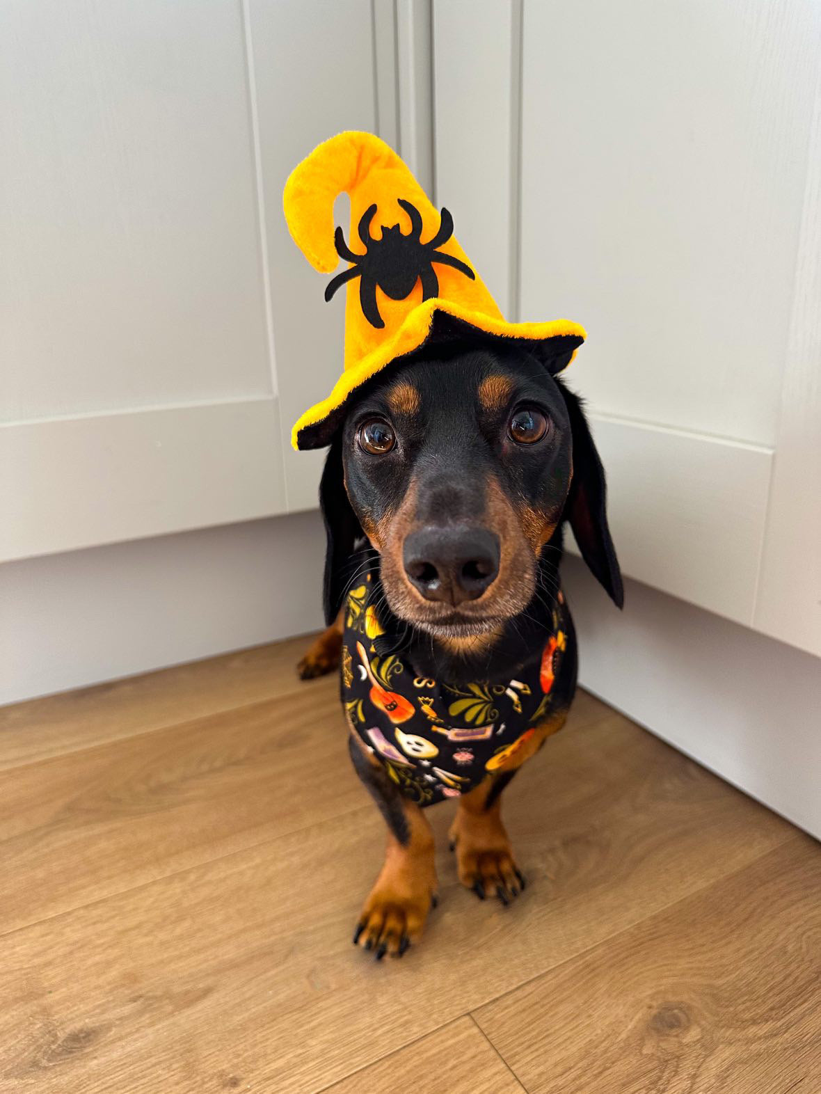 ‘Too Cute To Spook’ Pet Bandana