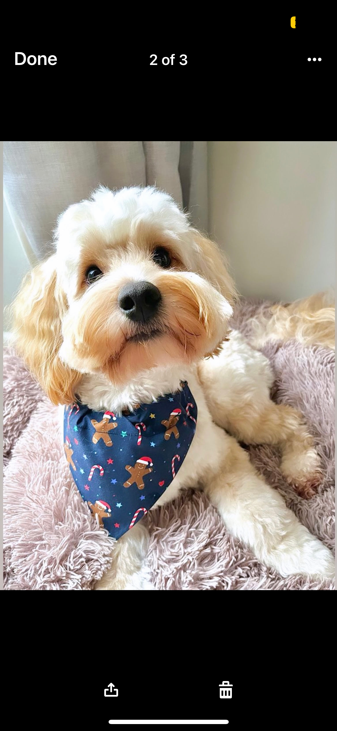 ‘Are You Gingerbready?’ Dog Bandana