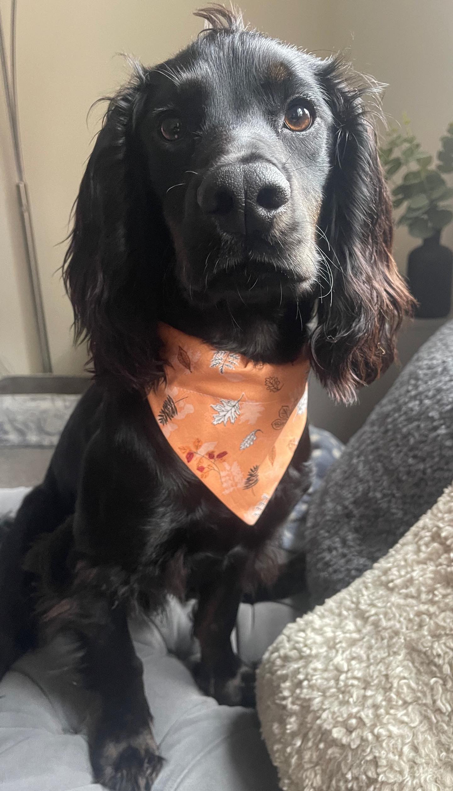 ‘Fall In Love’ Pet Bandana