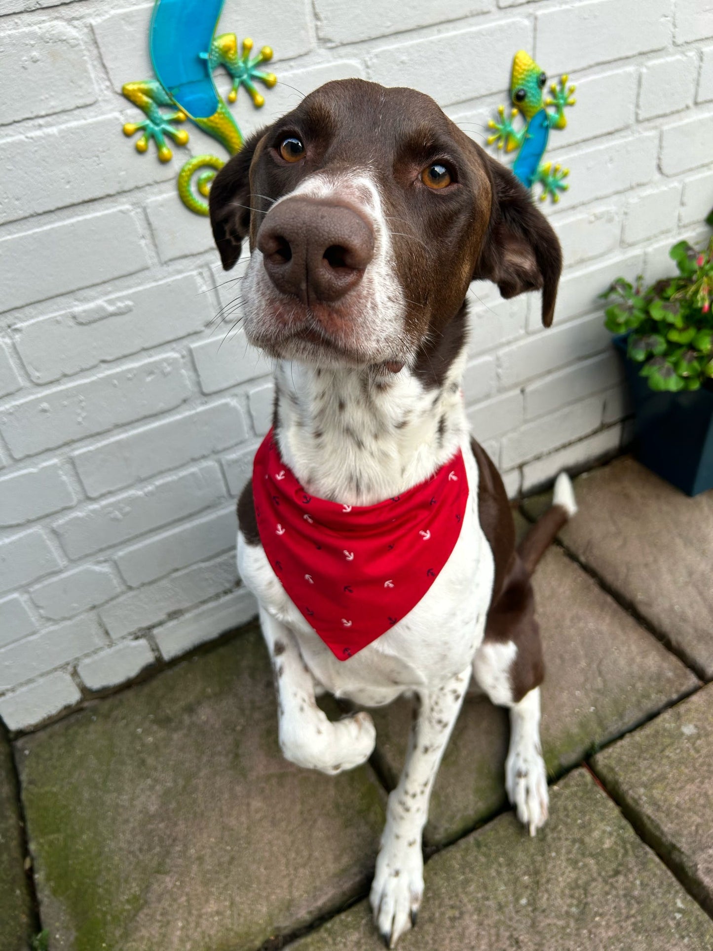 ‘Nautical But Nice’ Pet Bandana