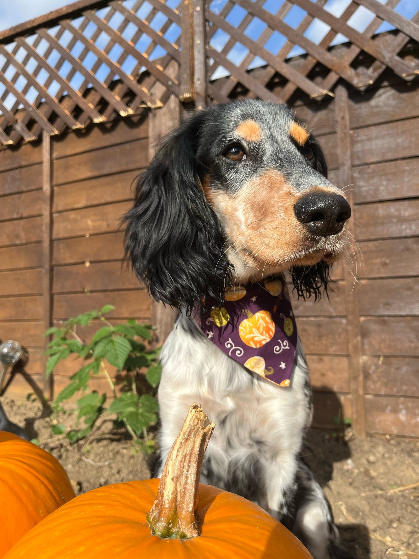 ‘Pumpkin Spice’ Pet Bandana