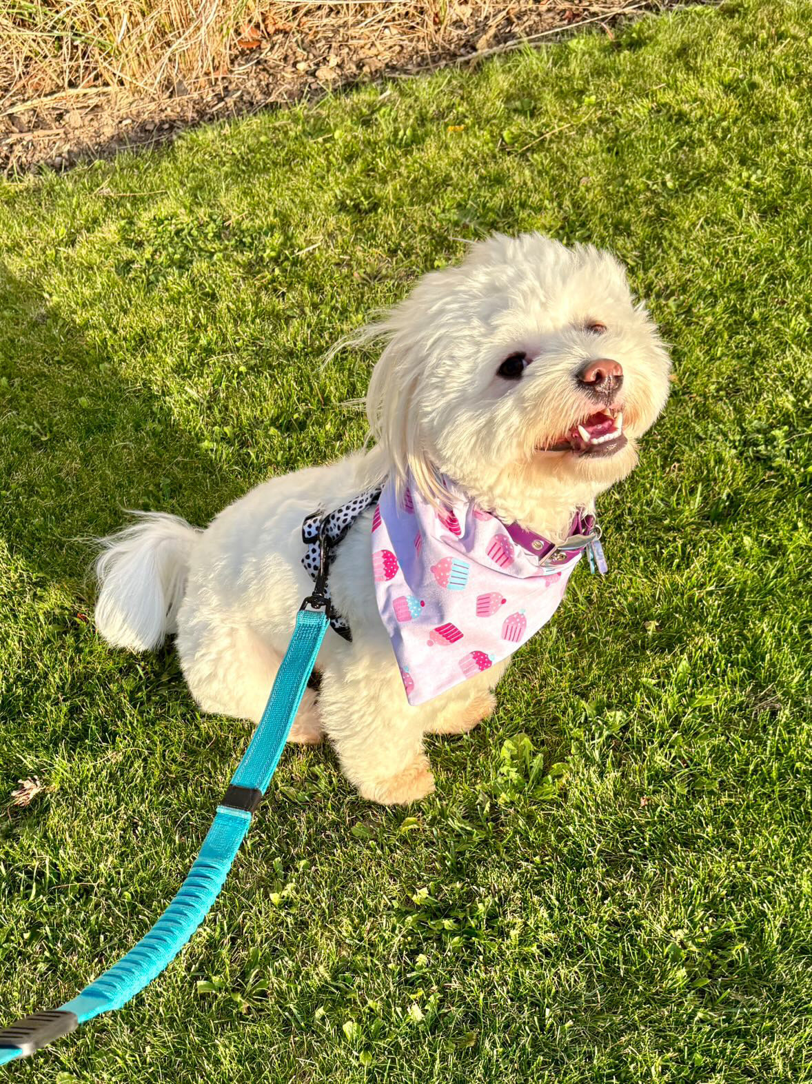 ‘Cupcake Celebration’ Pet Bandana