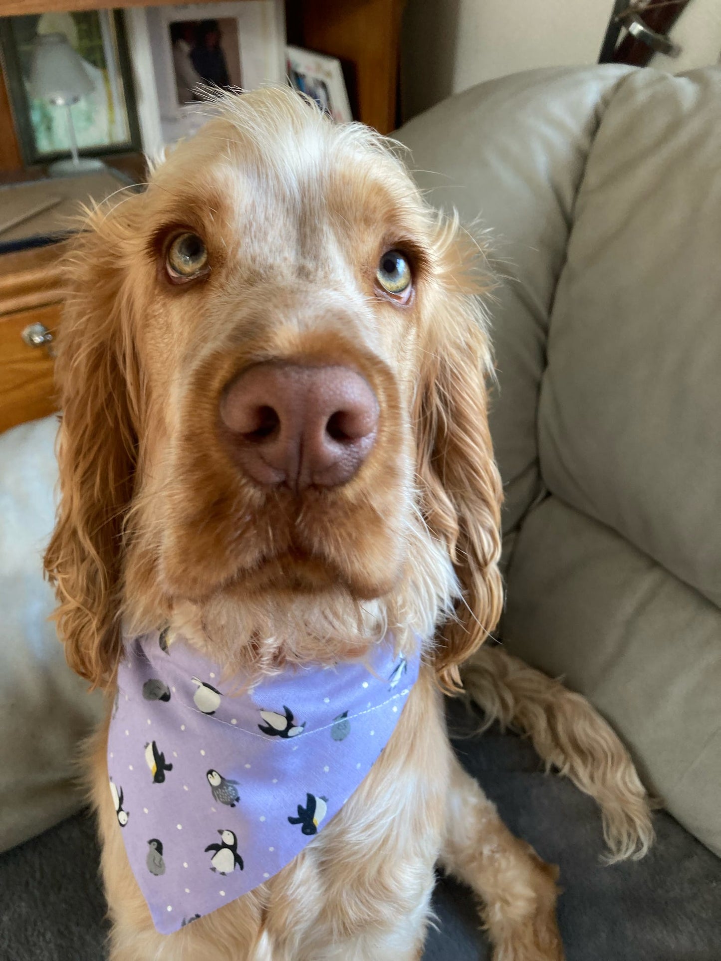 ‘Happy Paws’ Pet Bandana