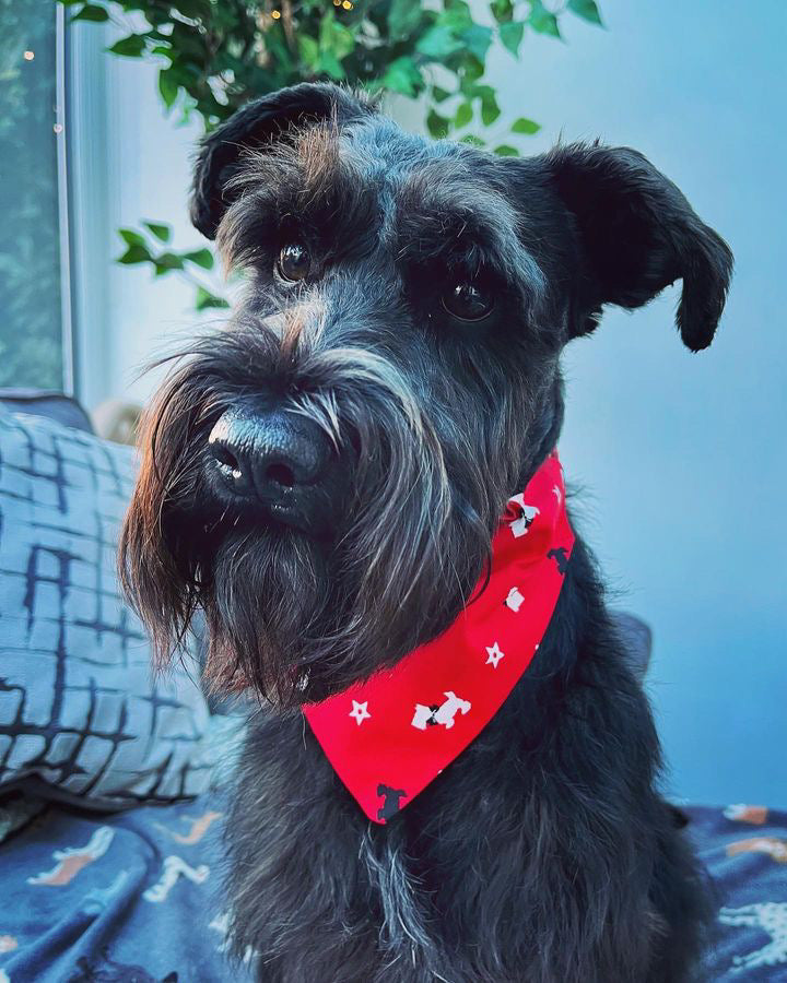 ‘A Christmas Tail’ Pet Bandana