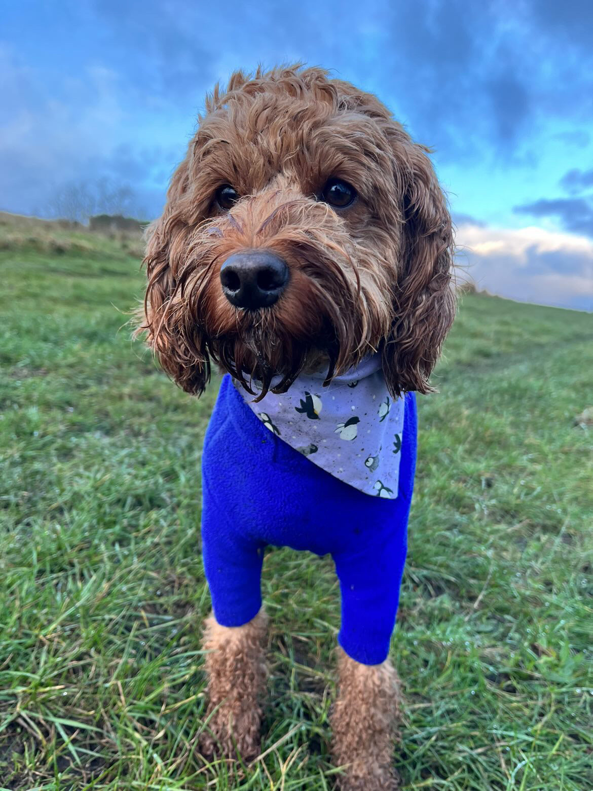 ‘Happy Paws’ Pet Bandana