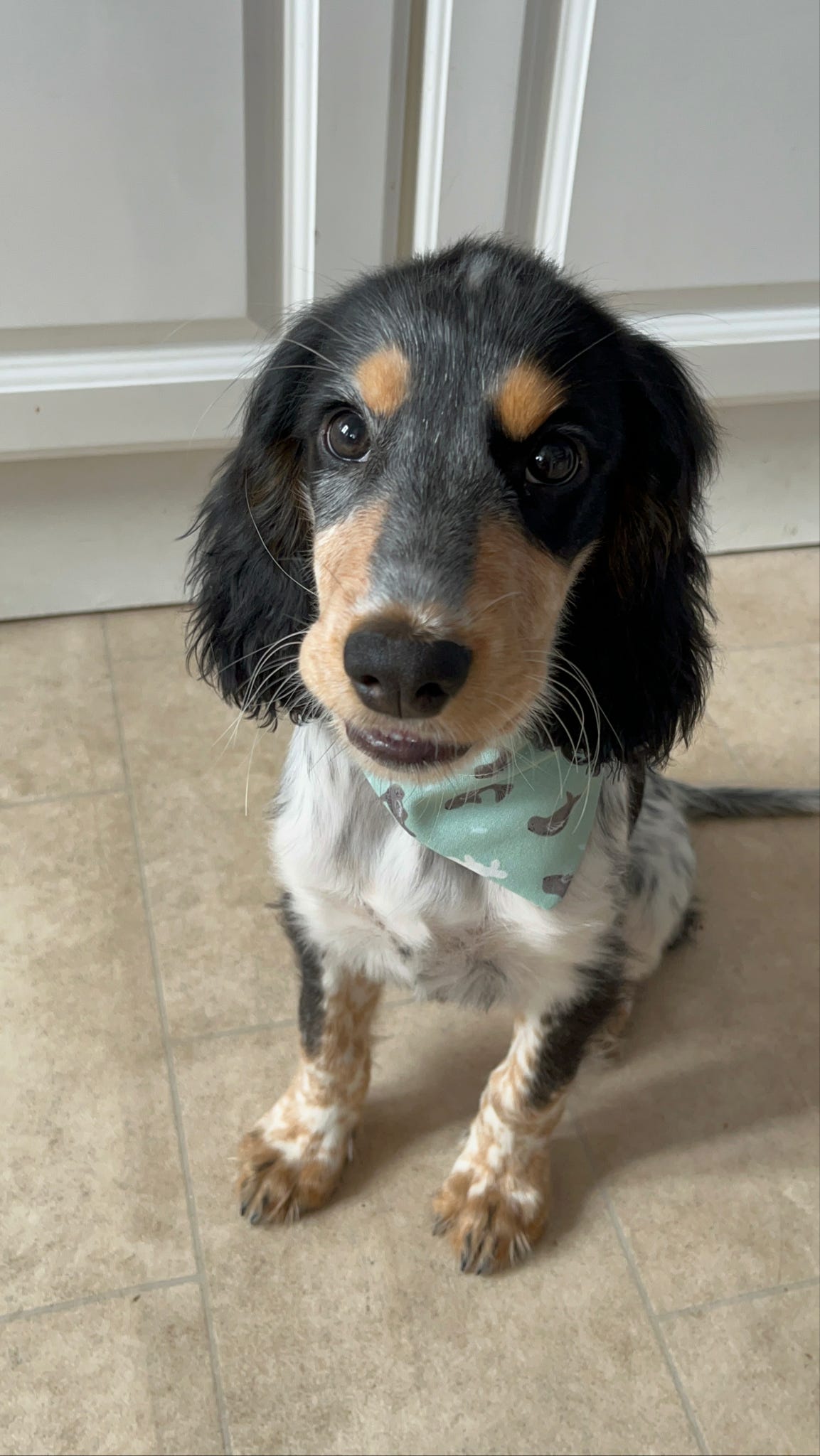 ‘So Sealy’ Pet Bandana