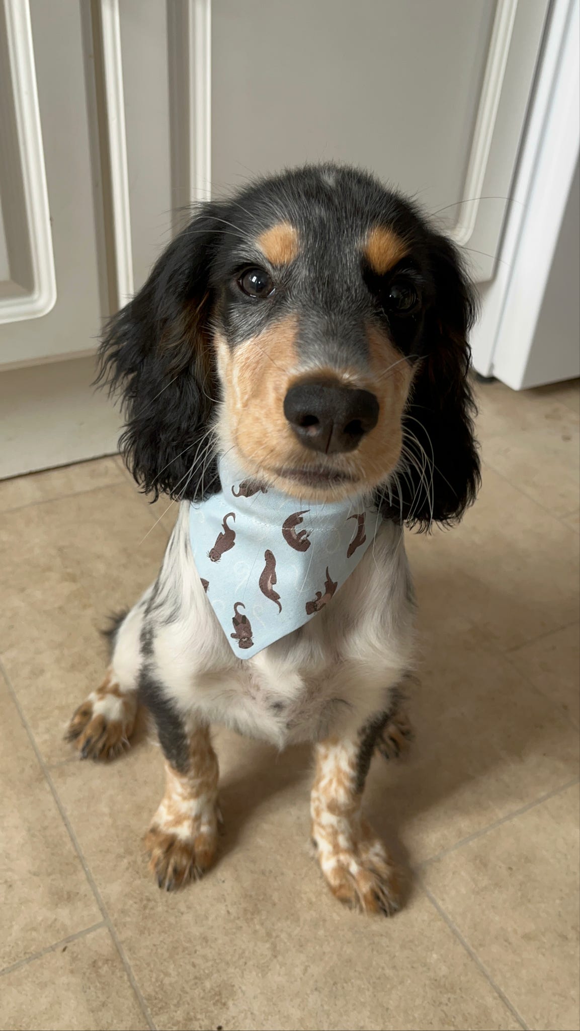 ‘Otterly Adorable’ Pet Bandana