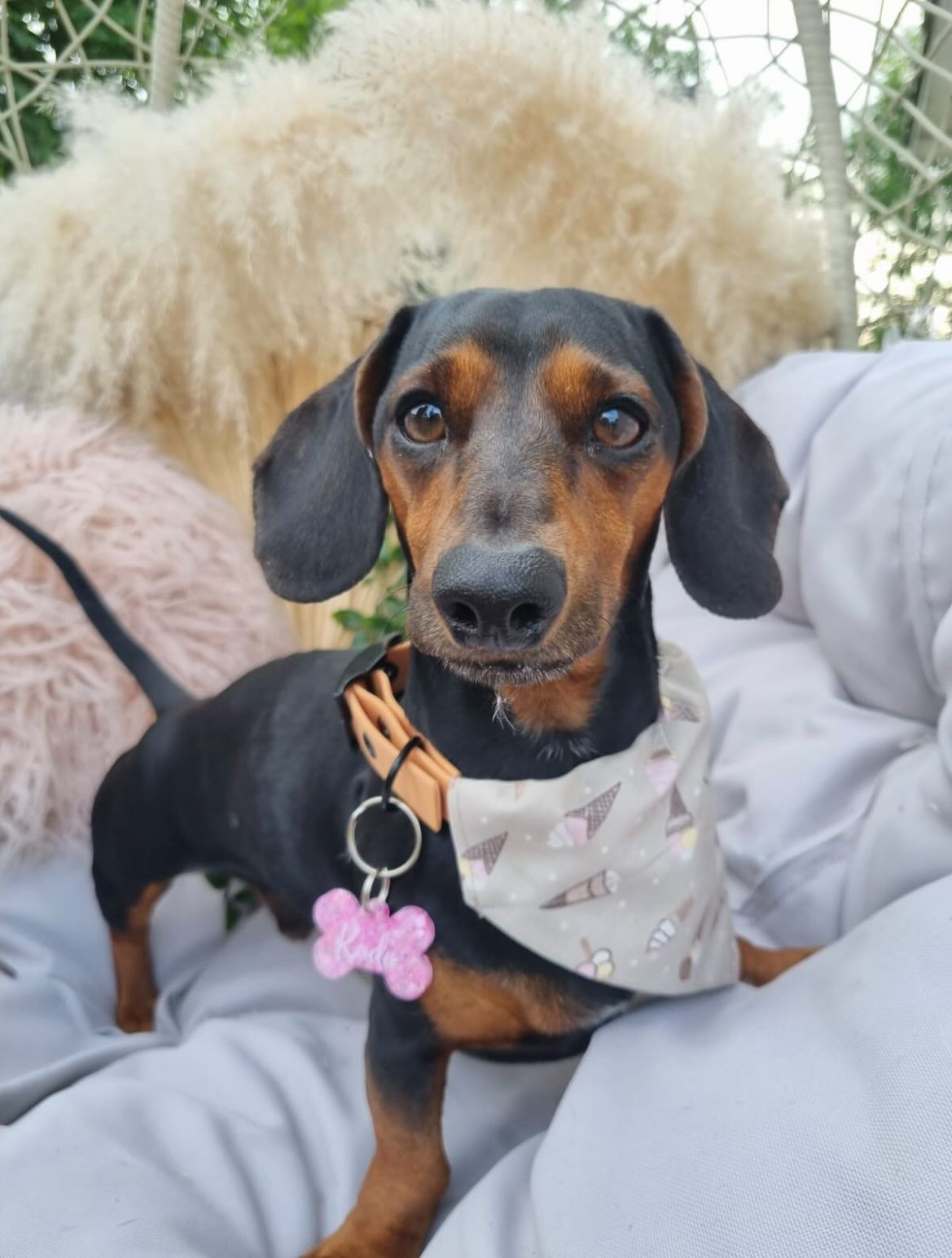 ‘Here’s The Scoop’ Pet Bandana