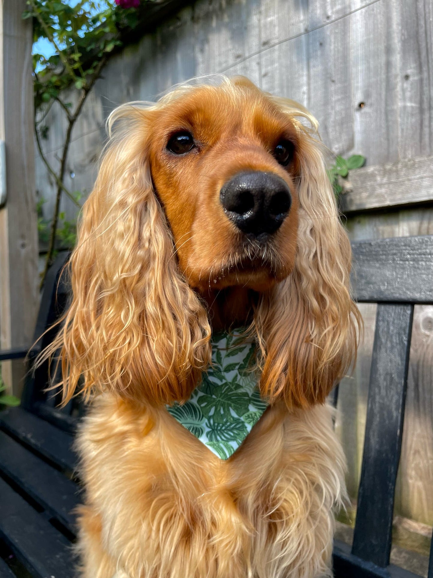 ‘Safari So Good’ Pet Bandana