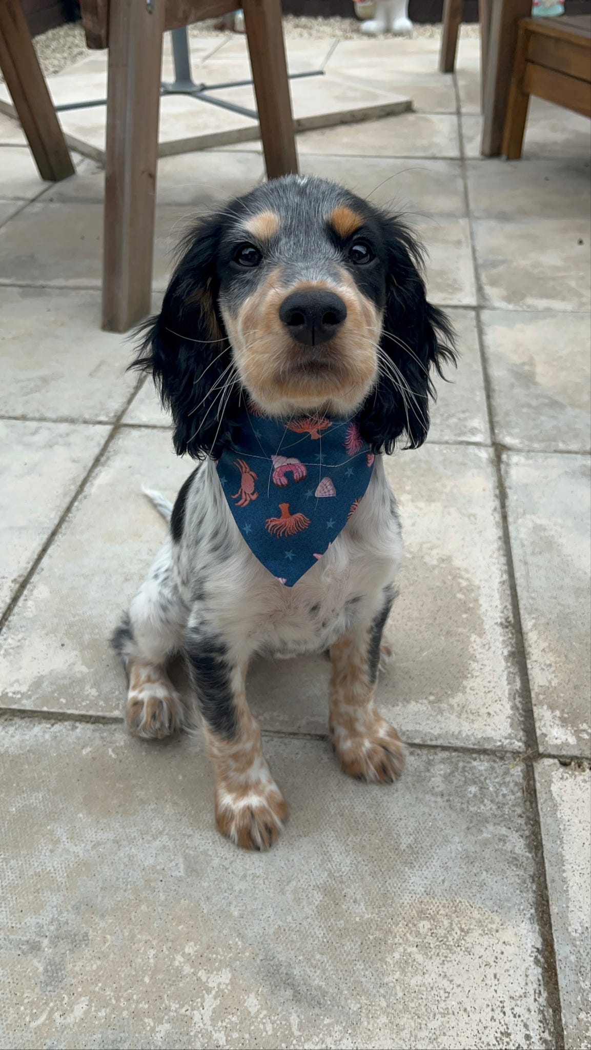 ‘Under The Sea’ Pet Bandana