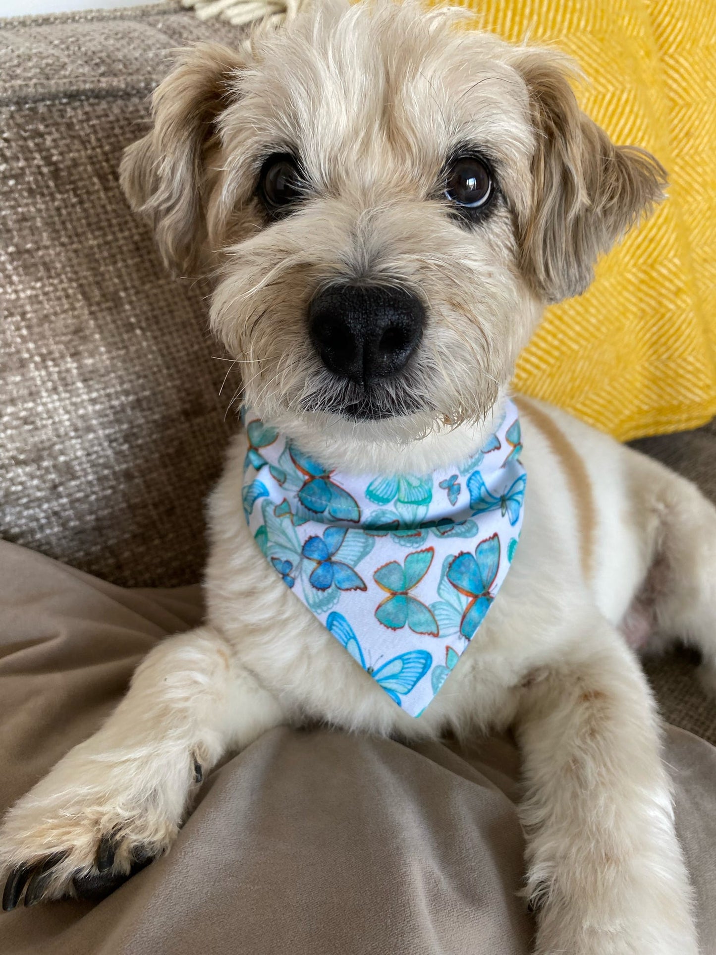 ‘Butterfly Kisses’ Pet Bandana