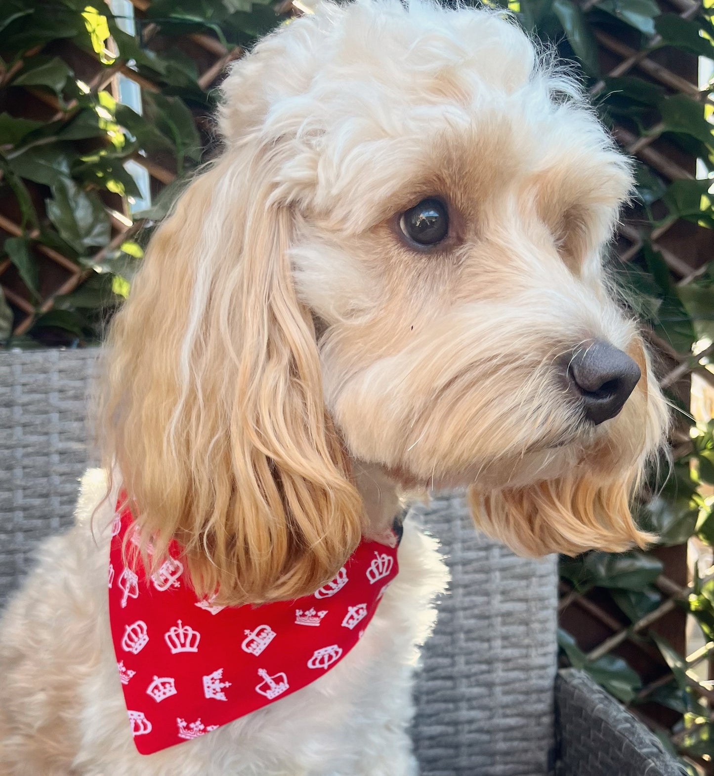 ‘Royal Pup’ (Red) Pet Bandana