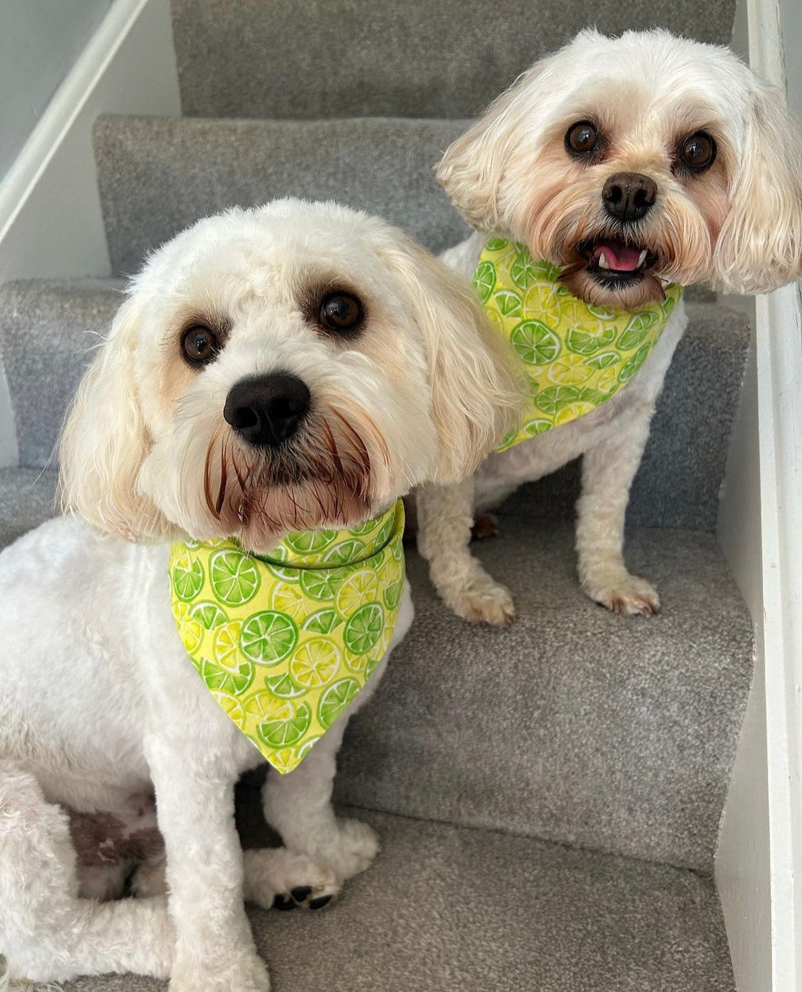 ‘Zest To Impress’ Pet Bandana