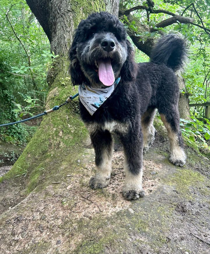 ‘Marble Noir’ Pet Bandana