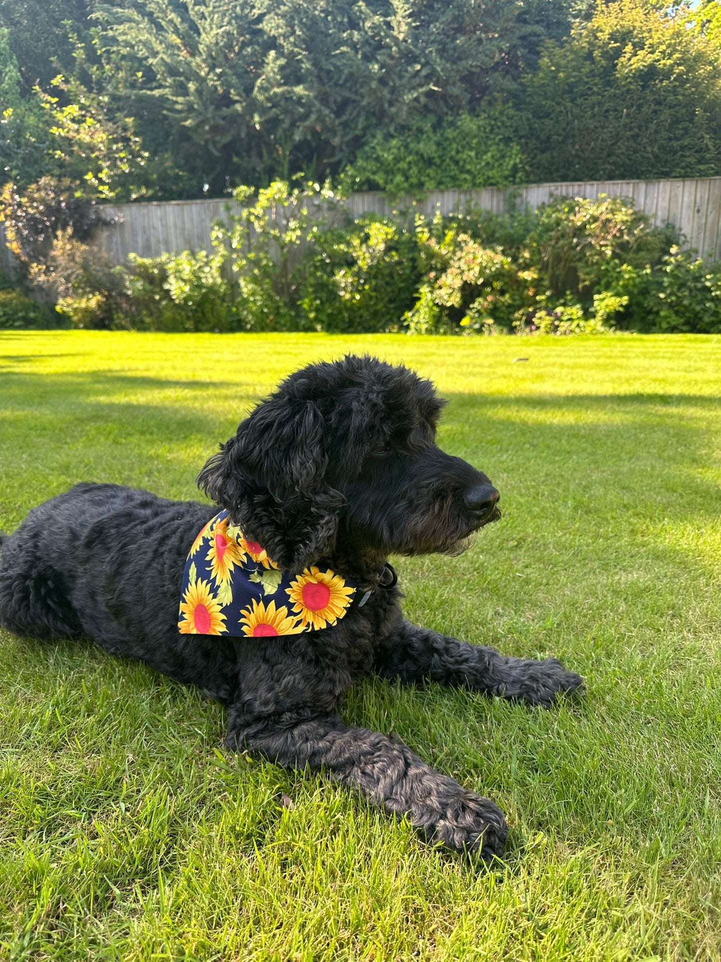 Chasing The Sun’ Pet Bandana