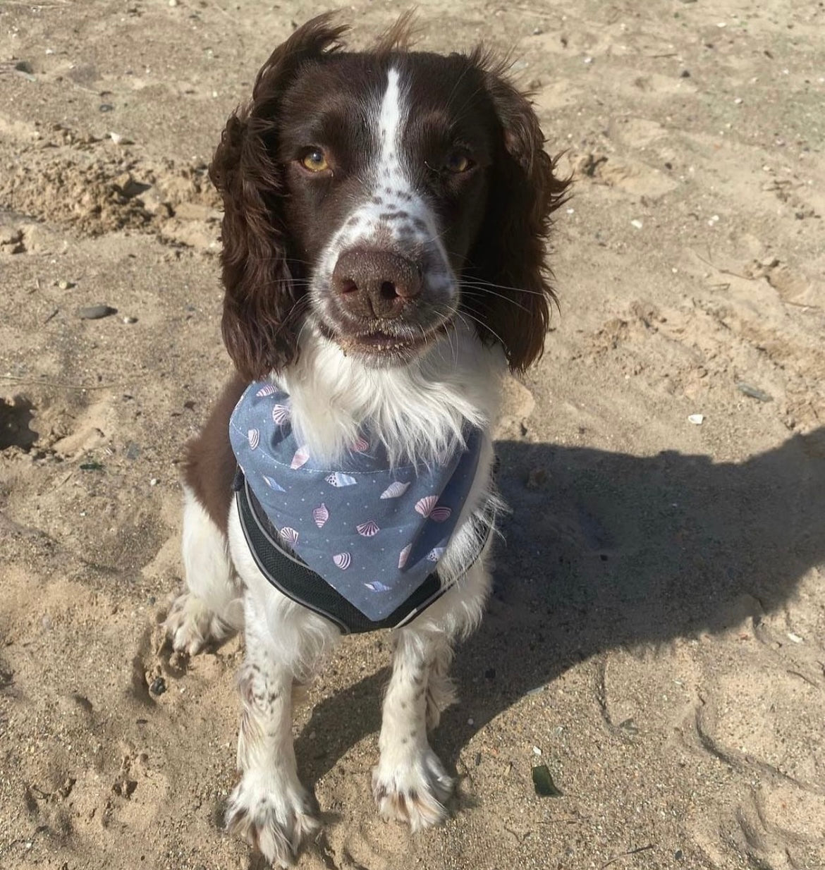 'Shell Yeah!' (Grey) Pet Bandana