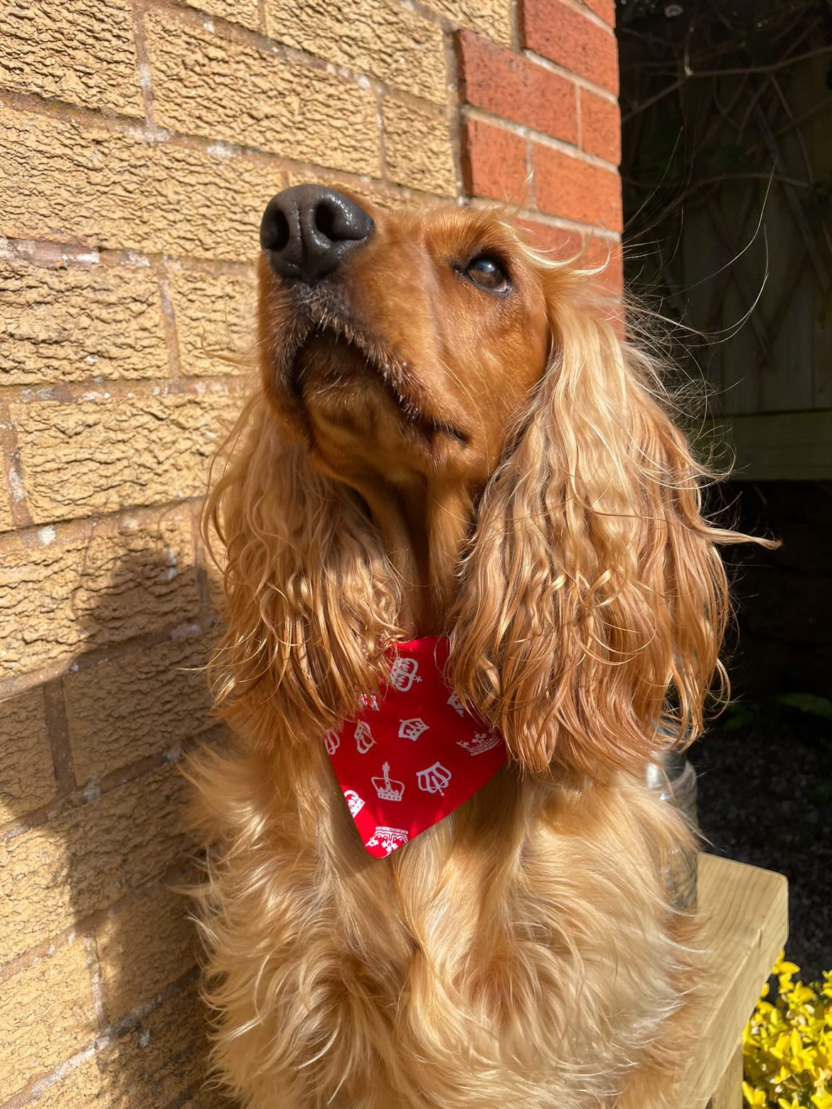 ‘Royal Pup’ (Red) Pet Bandana