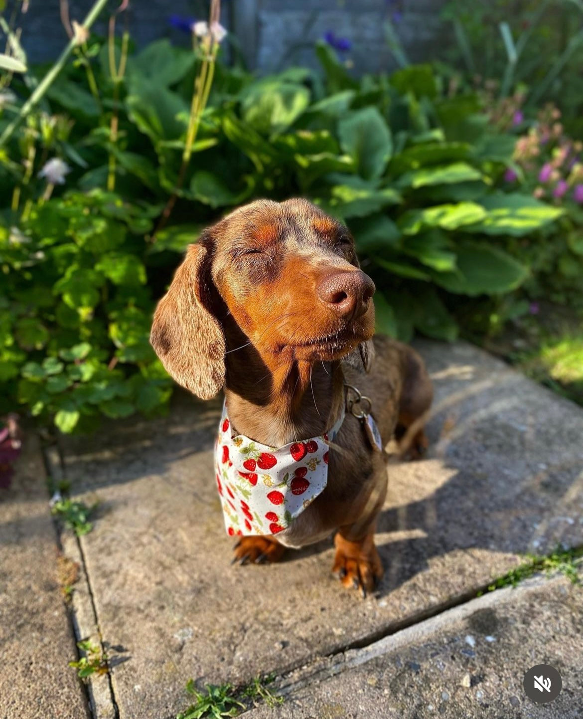 Strawberries & Cream Pet Bandana