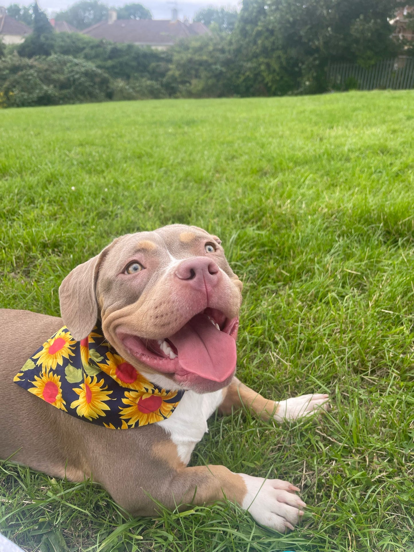 Chasing The Sun’ Pet Bandana