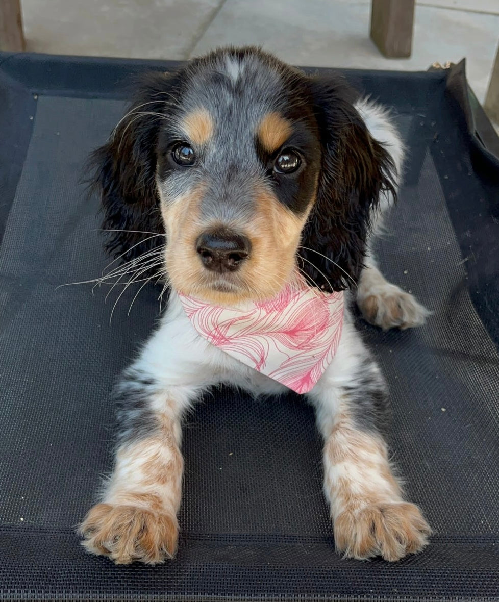 ‘In Fine Feather’ Pet Bandana