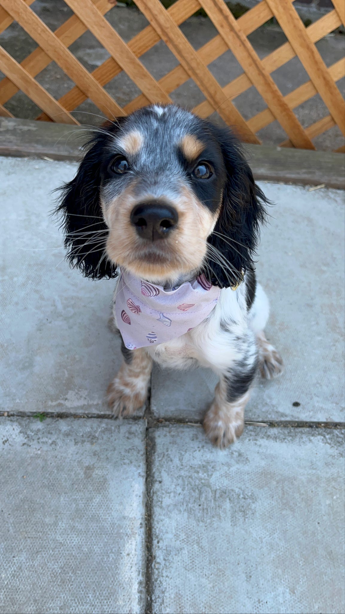 'Shell Yeah!' (Lilac) Pet Bandana