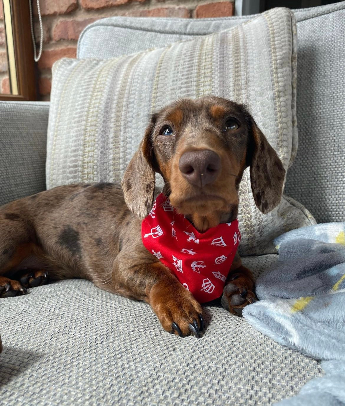 ‘Royal Pup’ (Red) Pet Bandana