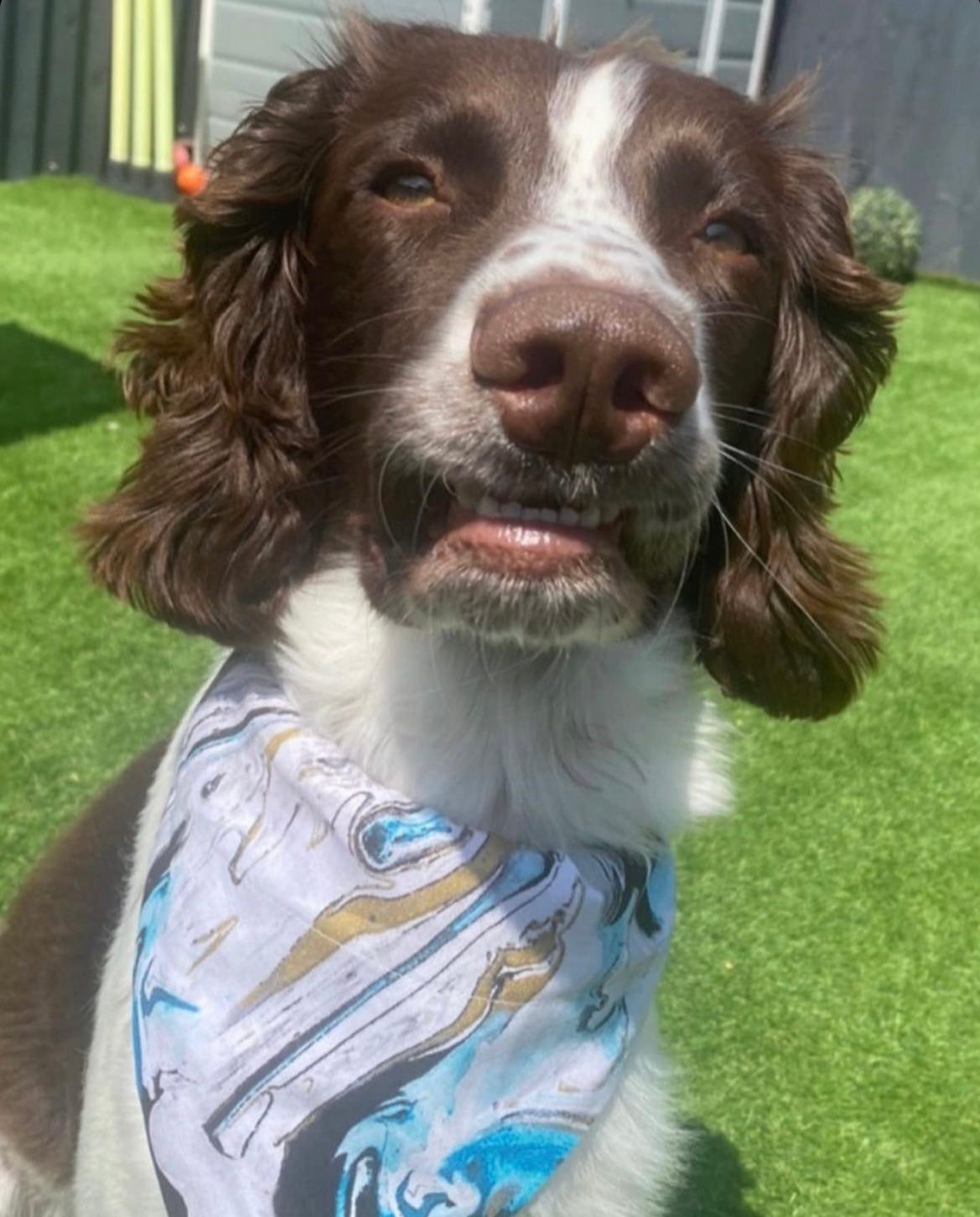 ‘Marble Noir’ Pet Bandana