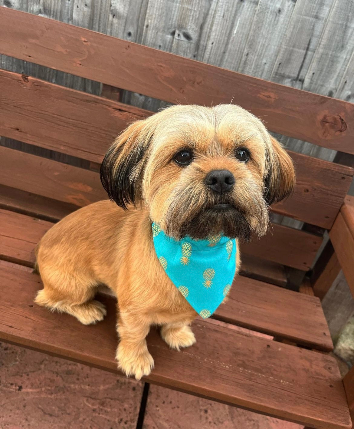 ‘Fine-Apple’ Pet Bandana