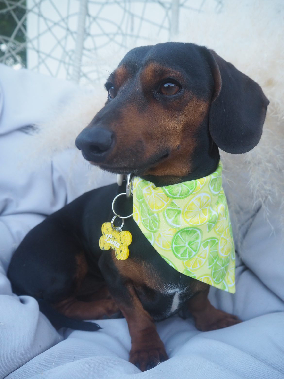 ‘Zest To Impress’ Pet Bandana