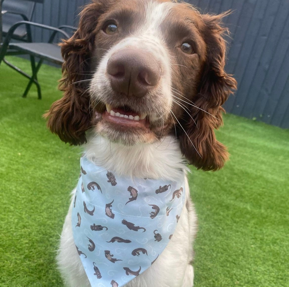 ‘Otterly Adorable’ Pet Bandana