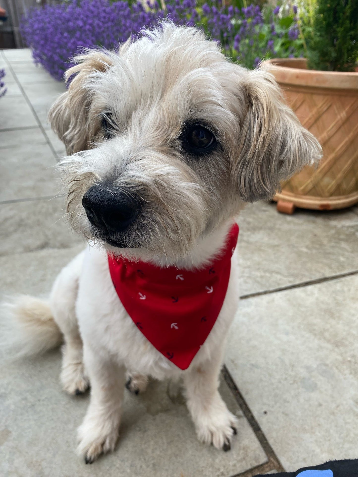 ‘Nautical But Nice’ Pet Bandana