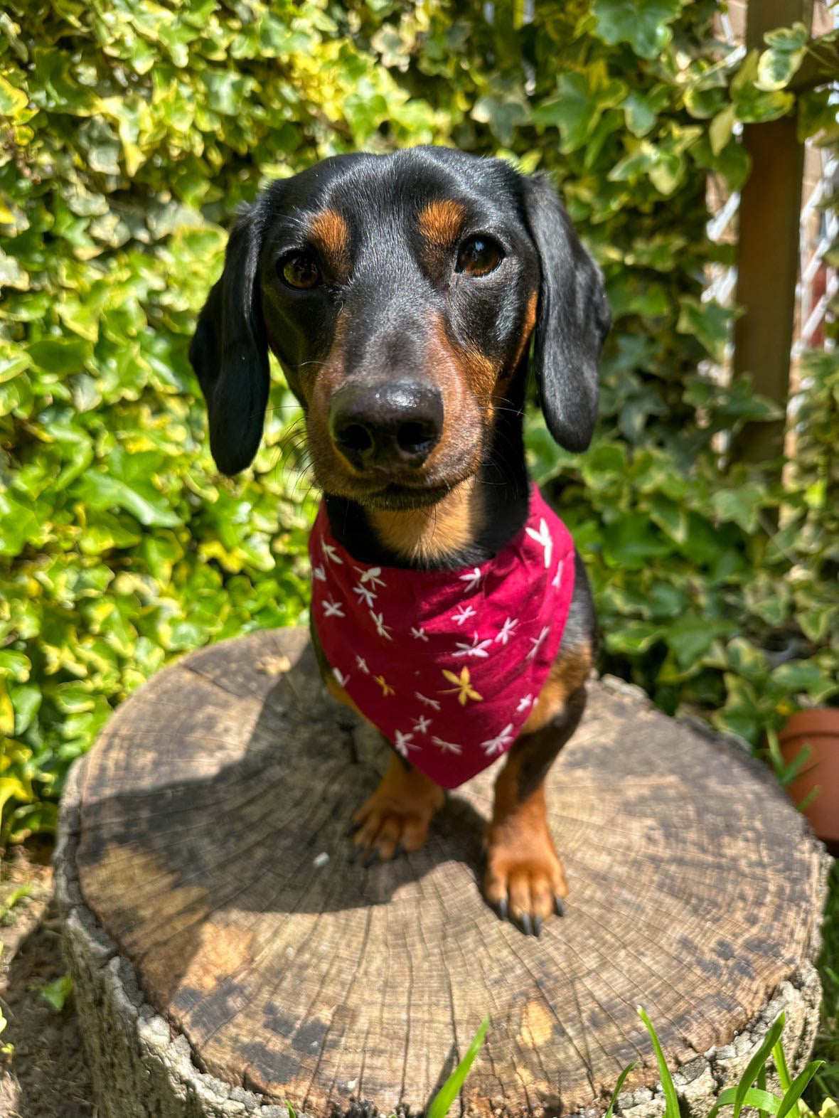 ‘Fly High’ Pet Bandana