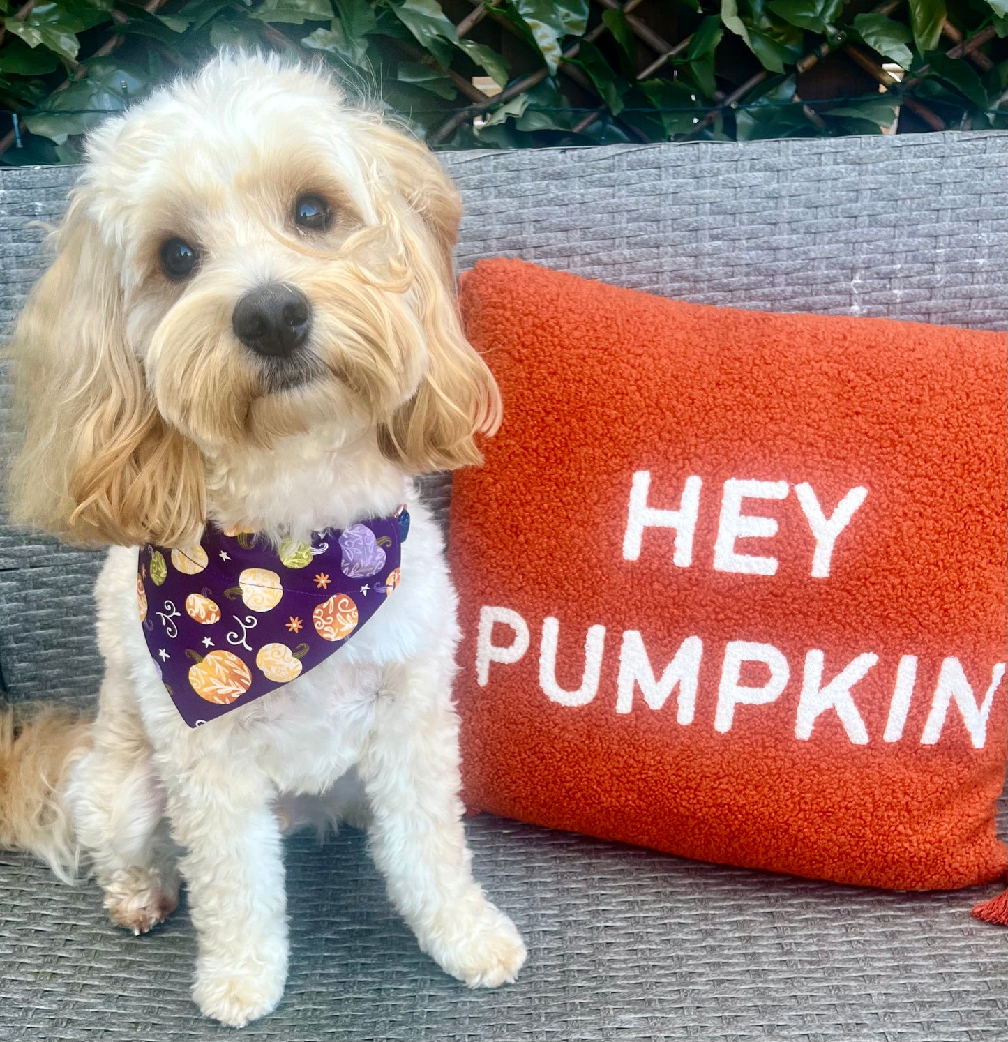 ‘Pumpkin Spice’ Pet Bandana