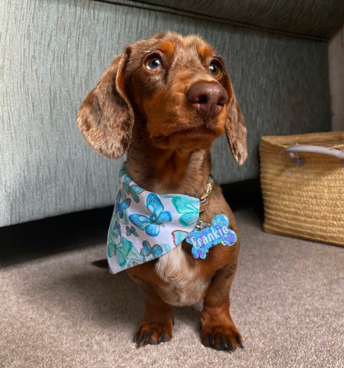 ‘Butterfly Kisses’ Pet Bandana