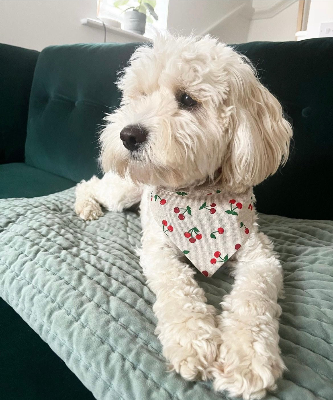 ‘Cherry Cute’ Pet Bandana