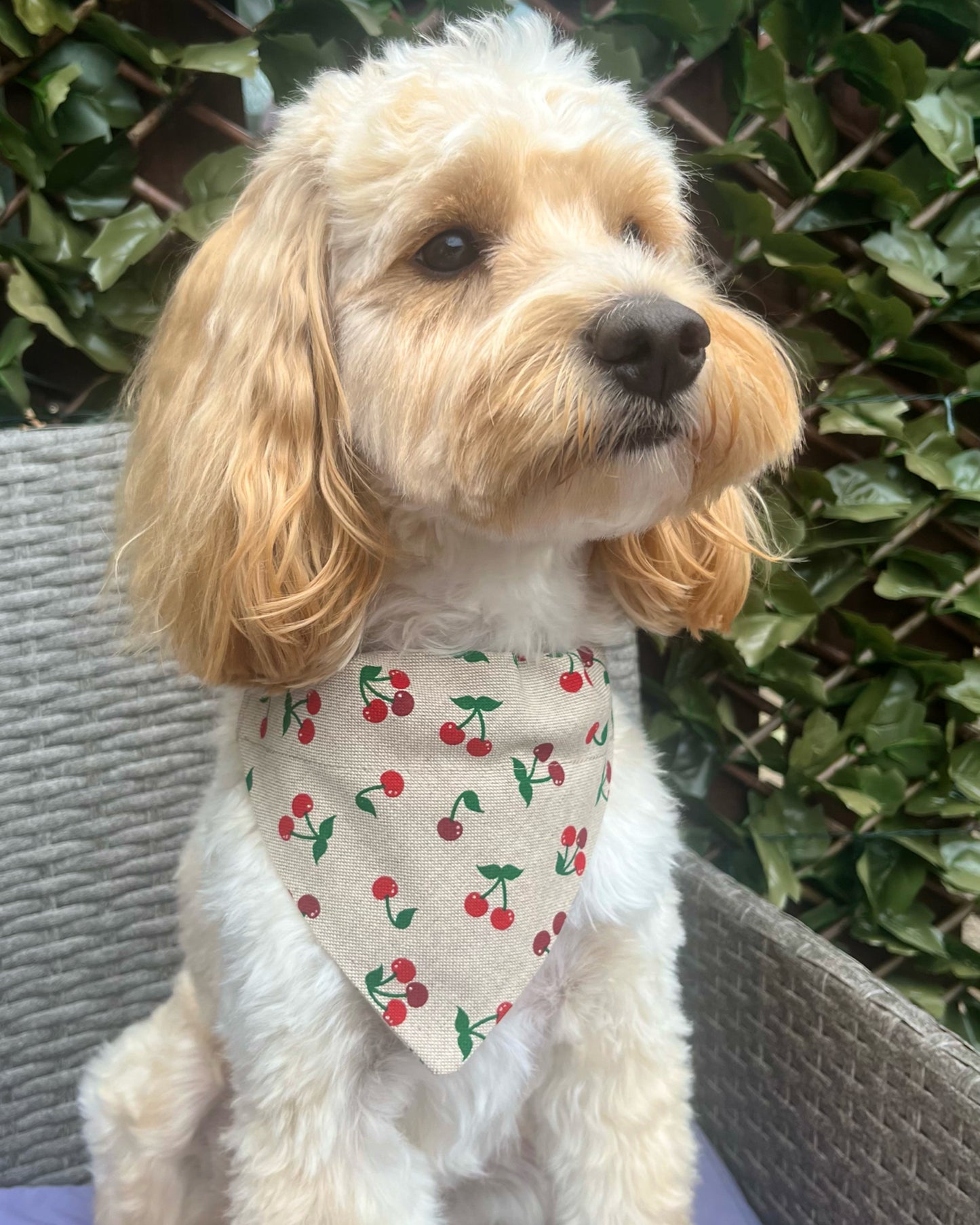 ‘Cherry Cute’ Pet Bandana