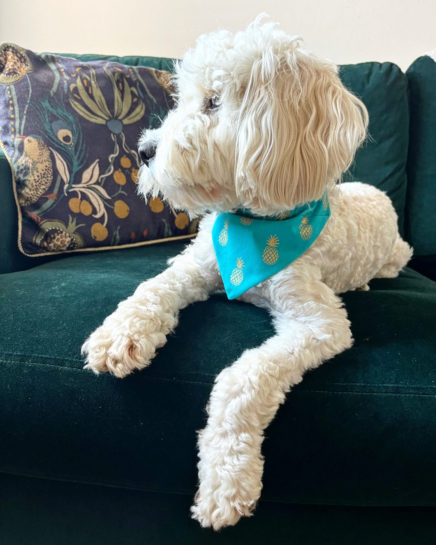 ‘Fine-Apple’ Pet Bandana