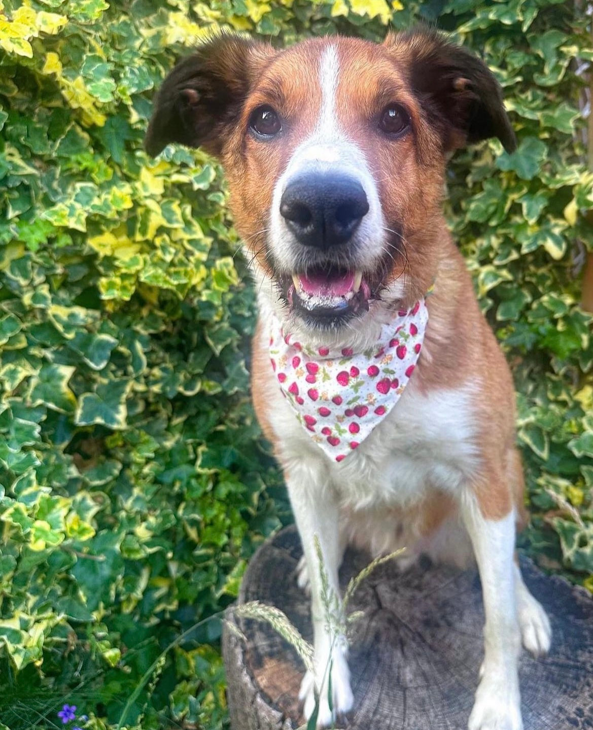 Strawberries & Cream Pet Bandana