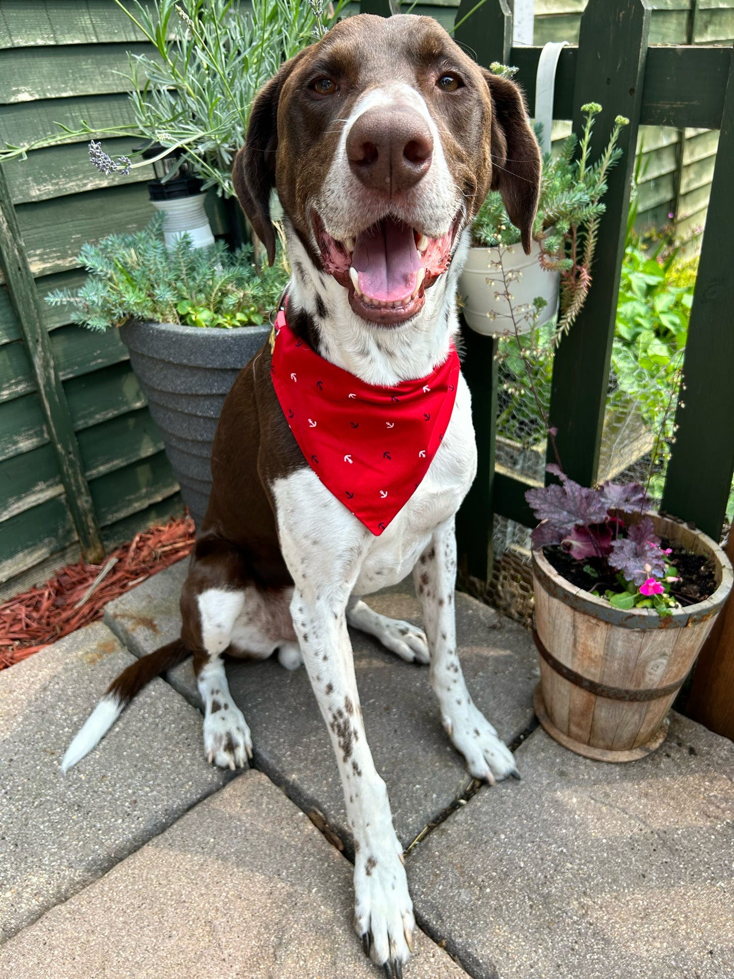 ‘Nautical But Nice’ Pet Bandana