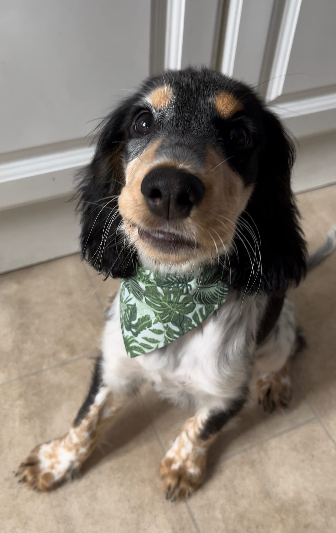 ‘Safari So Good’ Pet Bandana