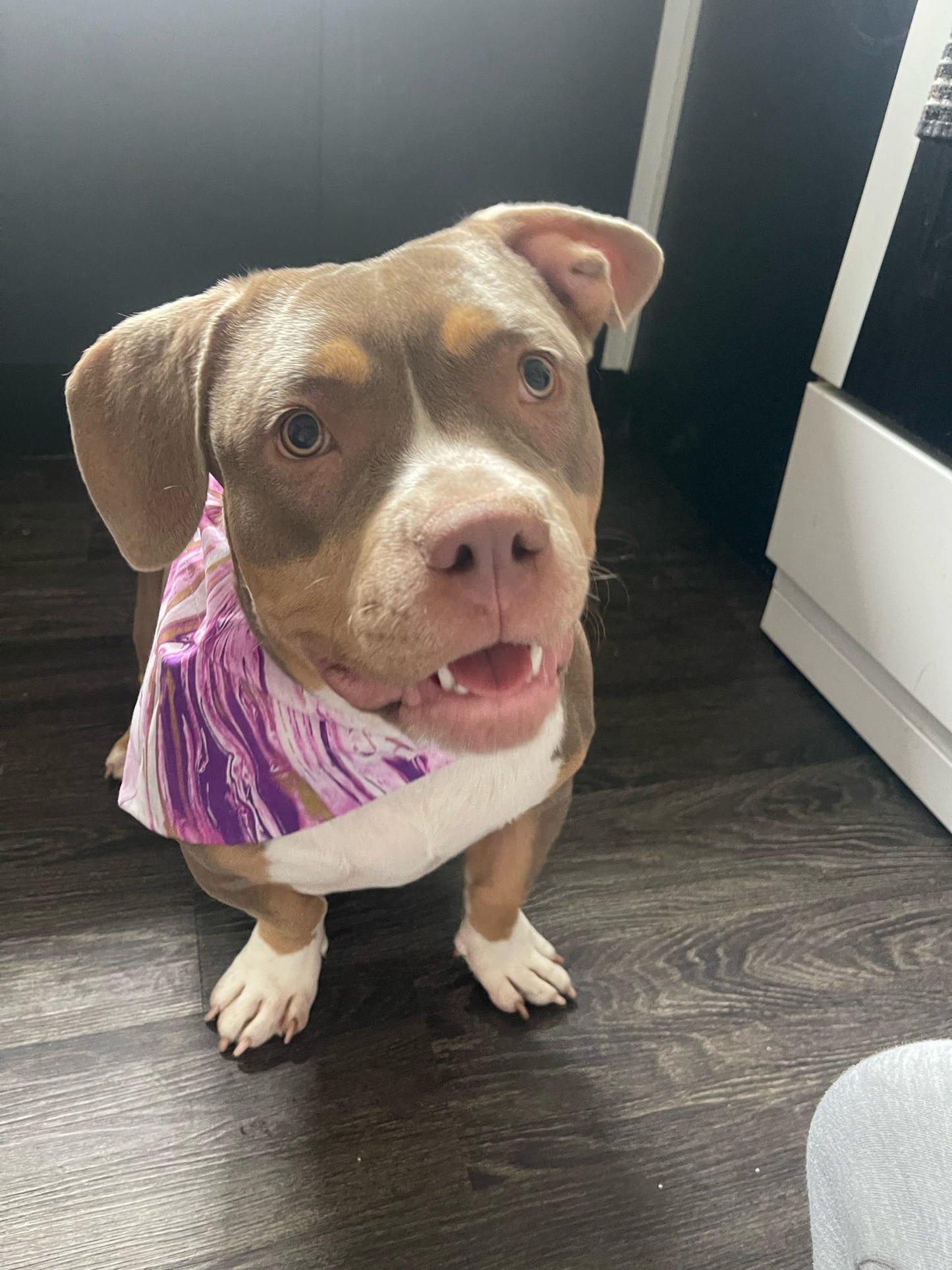 ‘Marbleous’ Pet Bandana