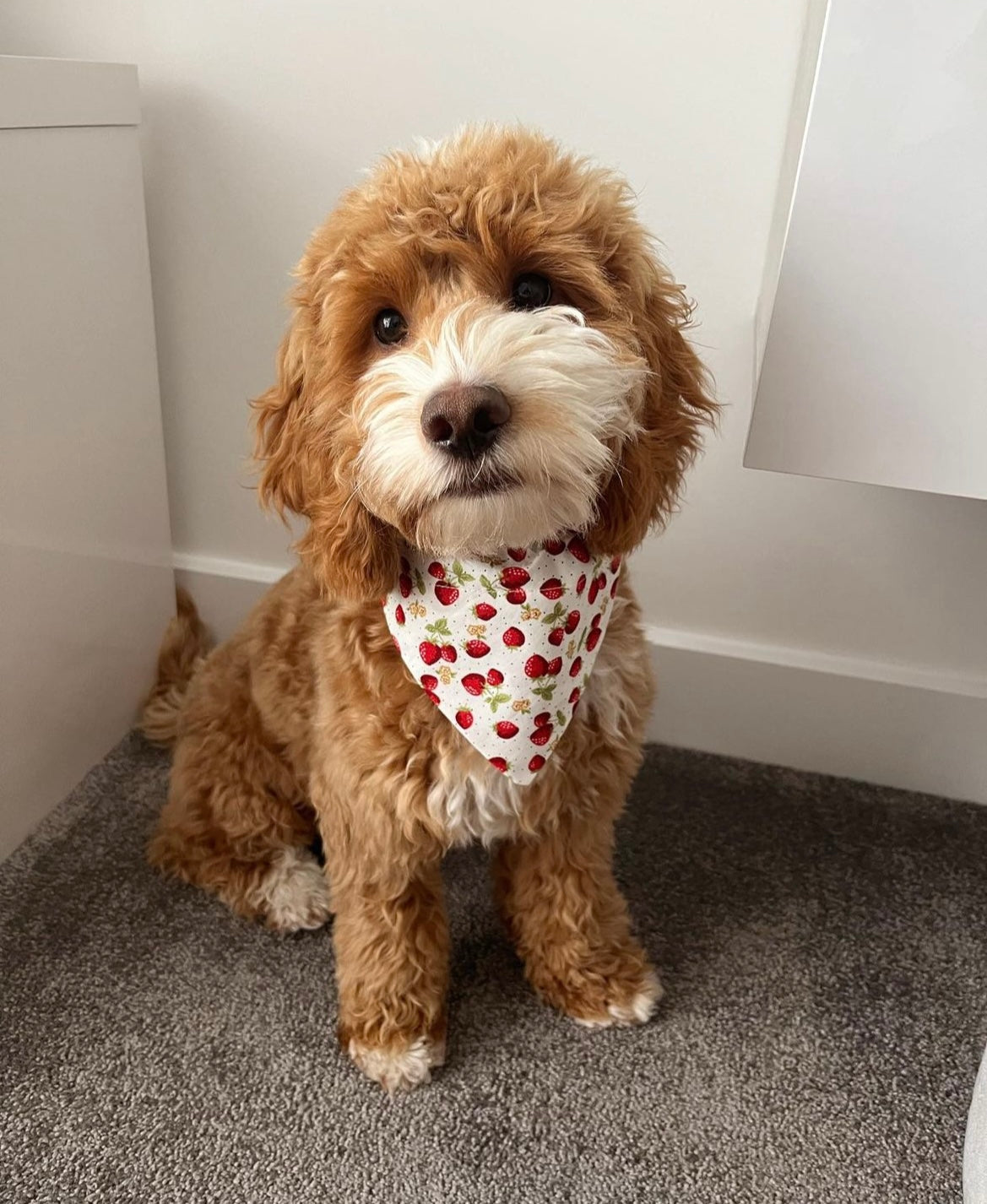 Strawberries & Cream Pet Bandana