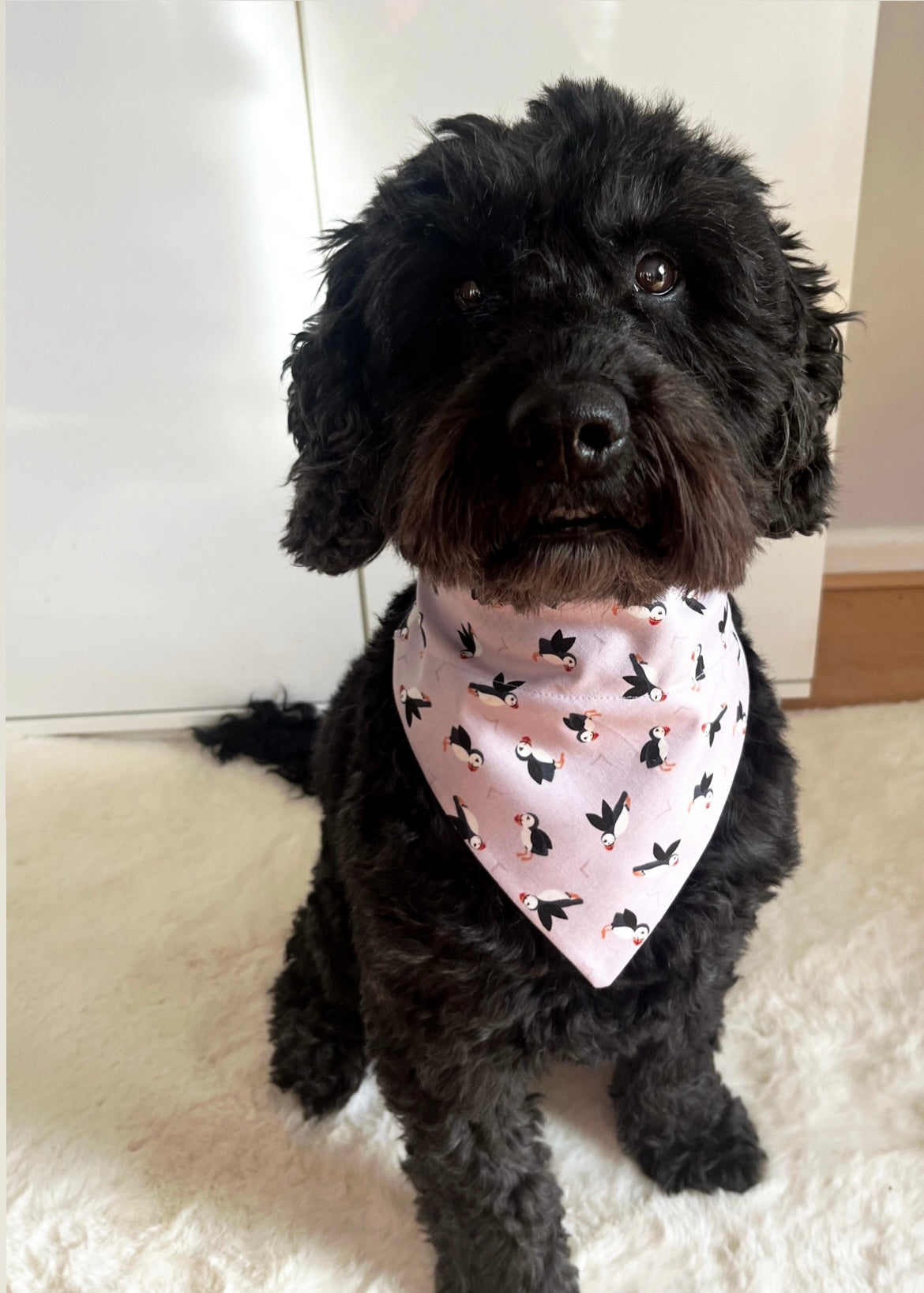 ‘So Puffin Cute’ Pet Bandana