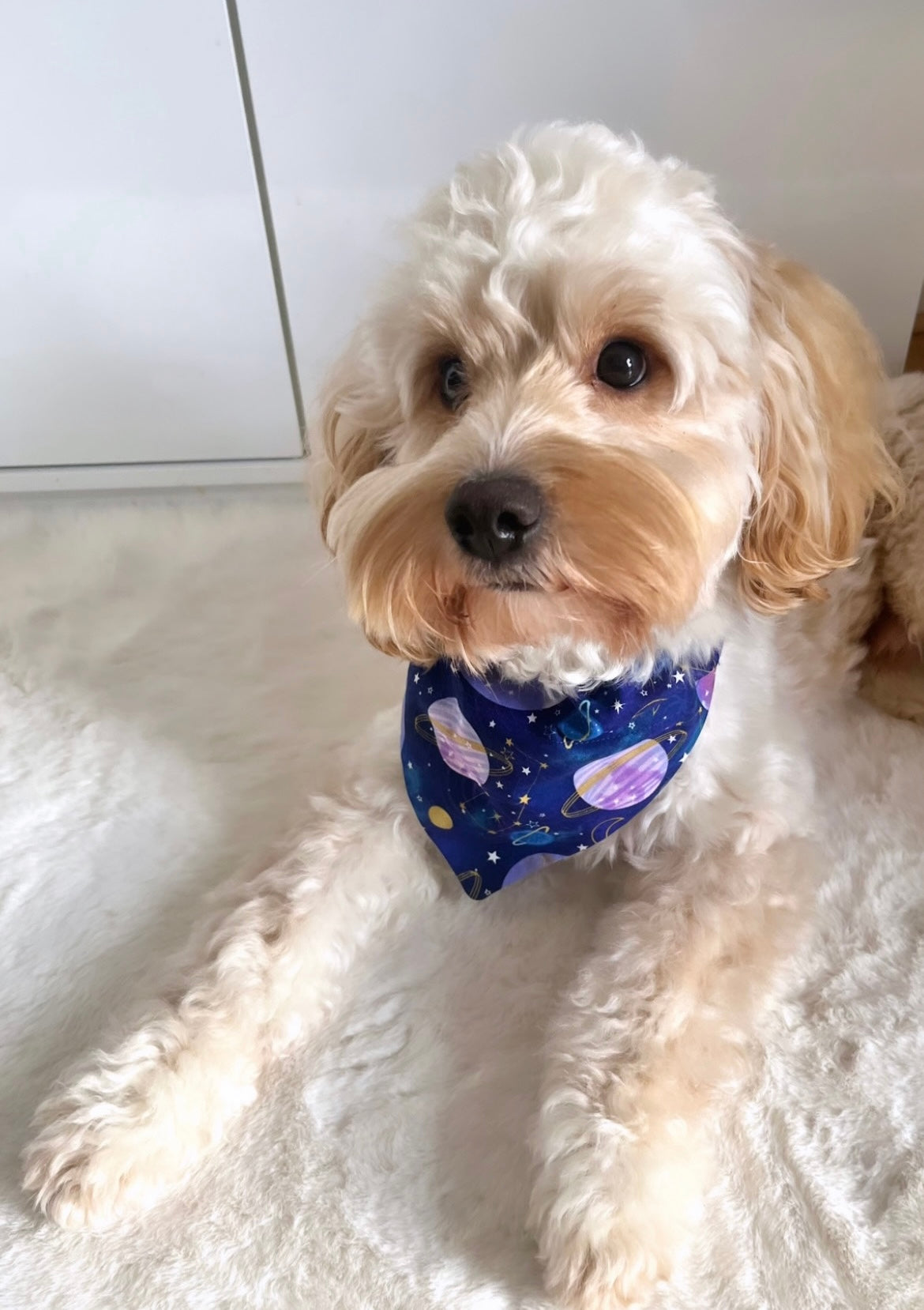 ‘Out Of This World’ Pet Bandana