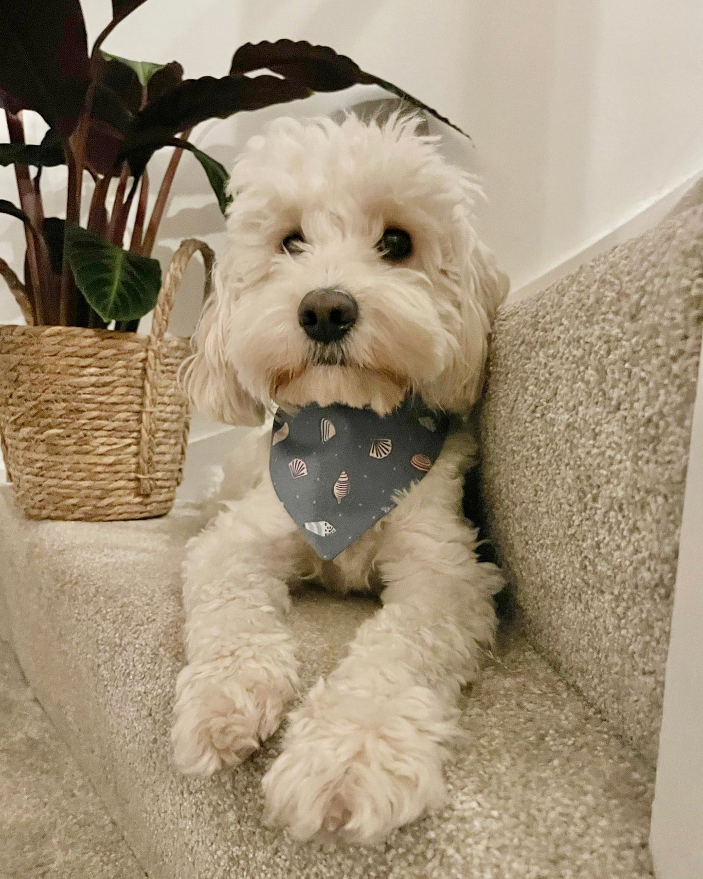 'Shell Yeah!' (Grey) Pet Bandana