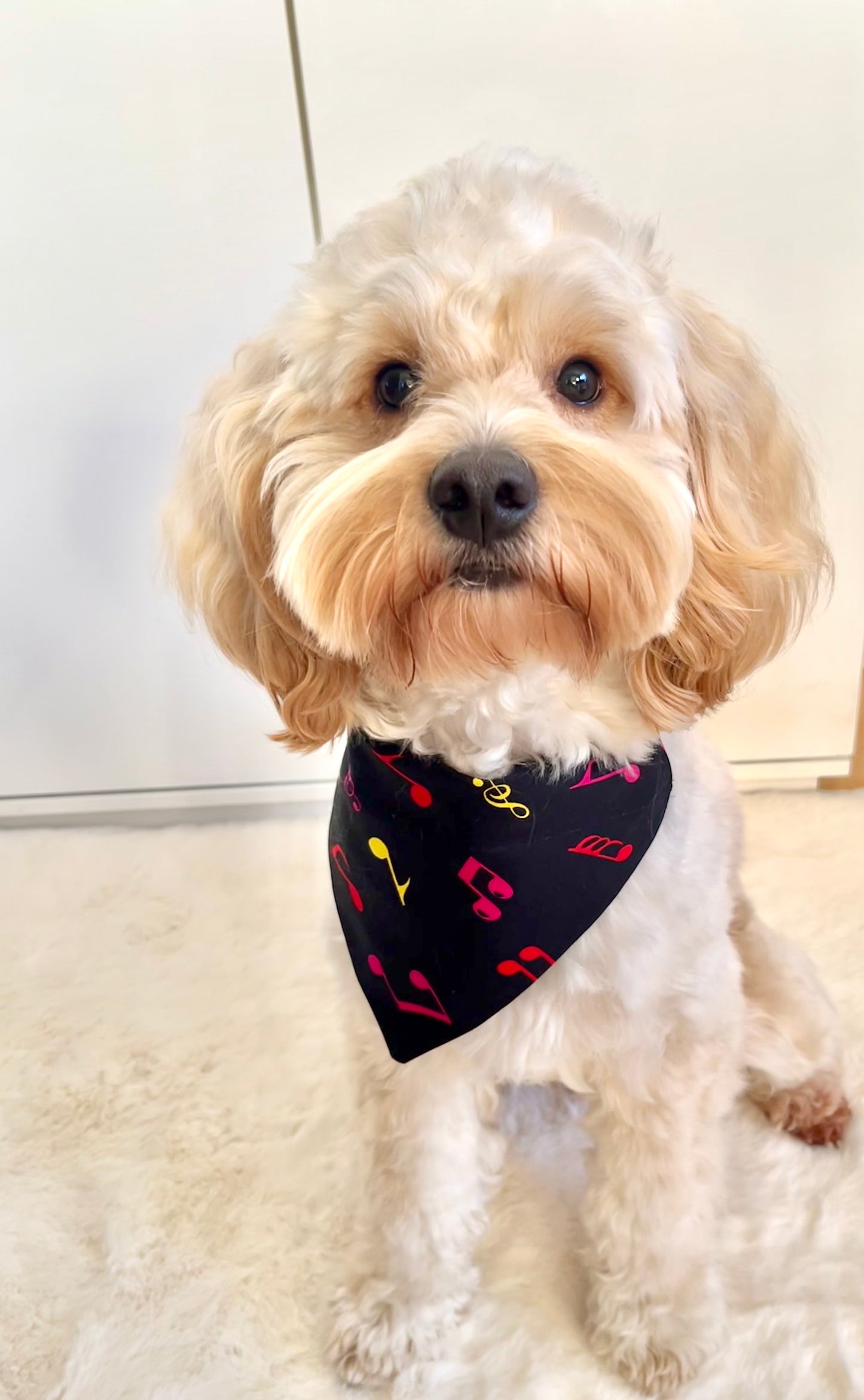 ‘Don’t Paws The Music’ Pet Bandana