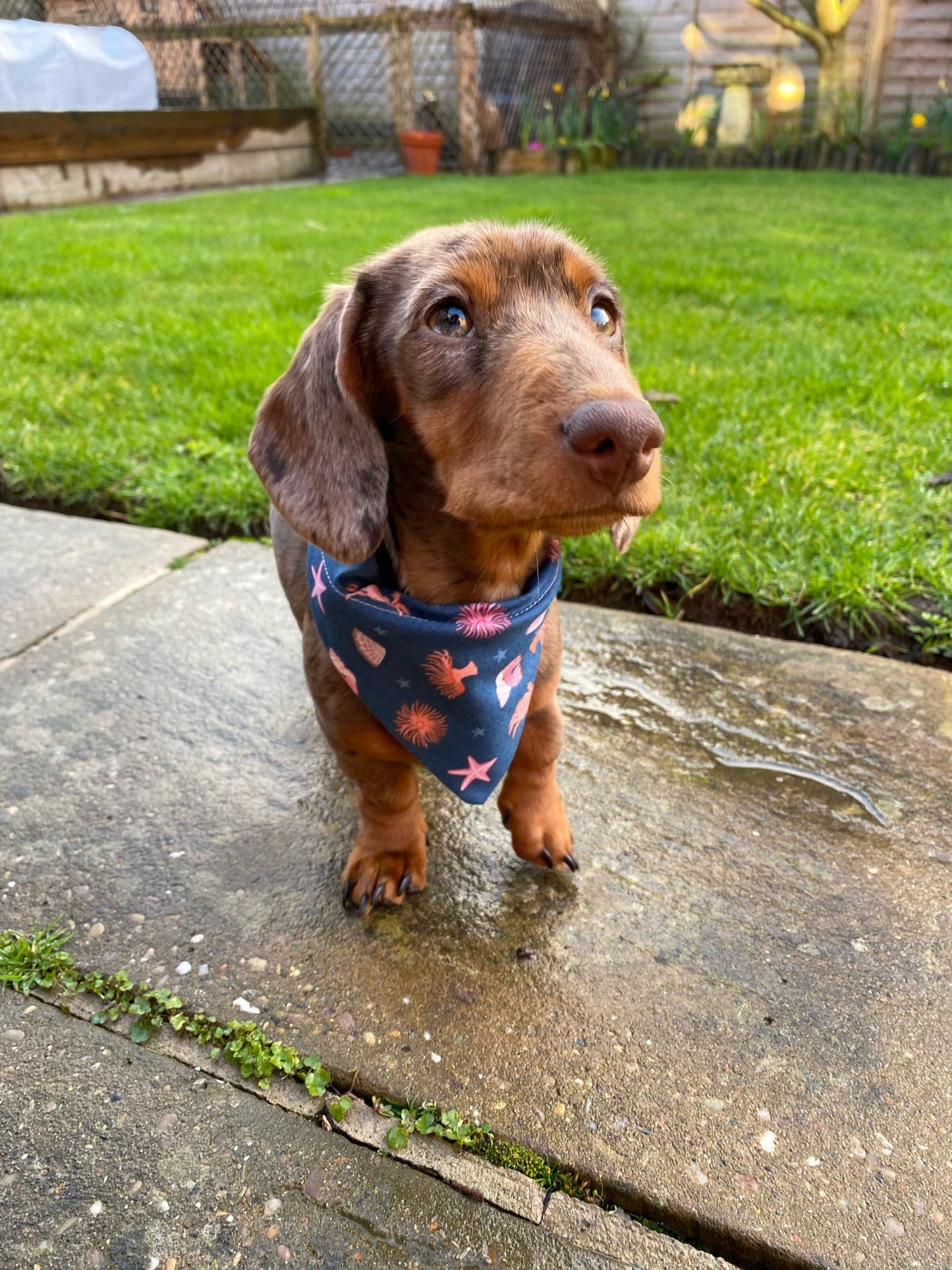 ‘Under The Sea’ Pet Bandana