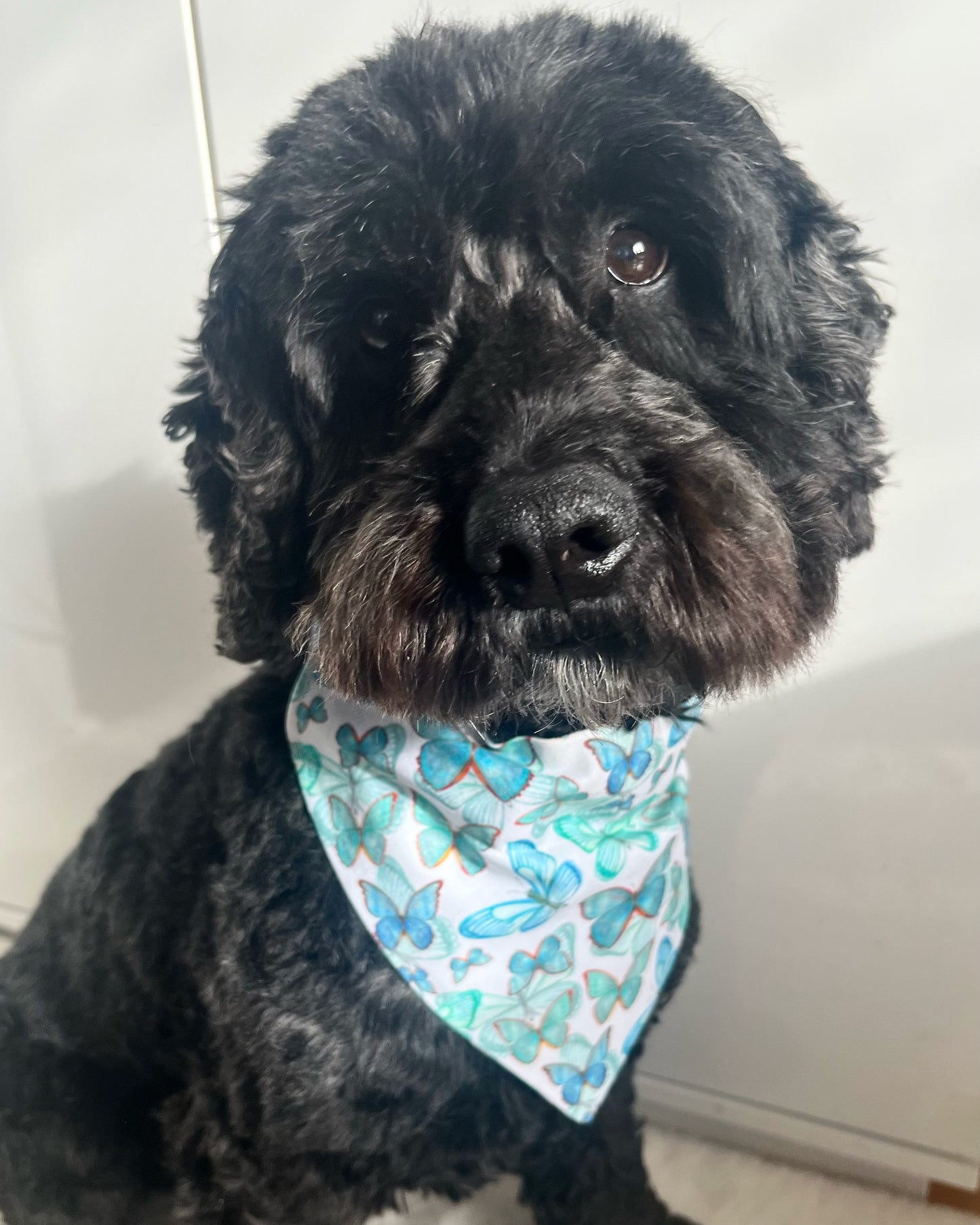 ‘Butterfly Kisses’ Pet Bandana