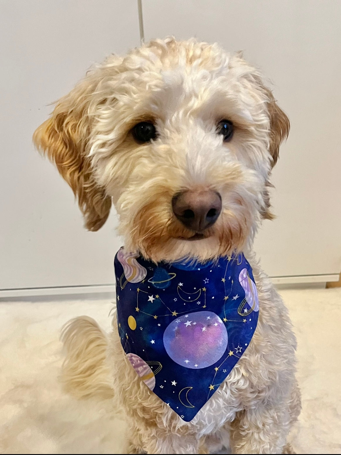 ‘Out Of This World’ Pet Bandana