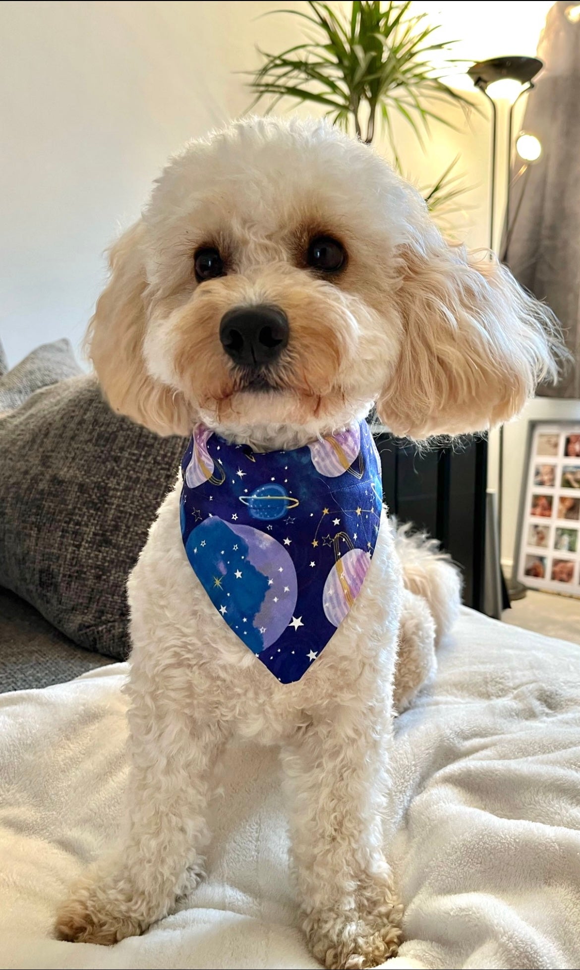 ‘Out Of This World’ Pet Bandana